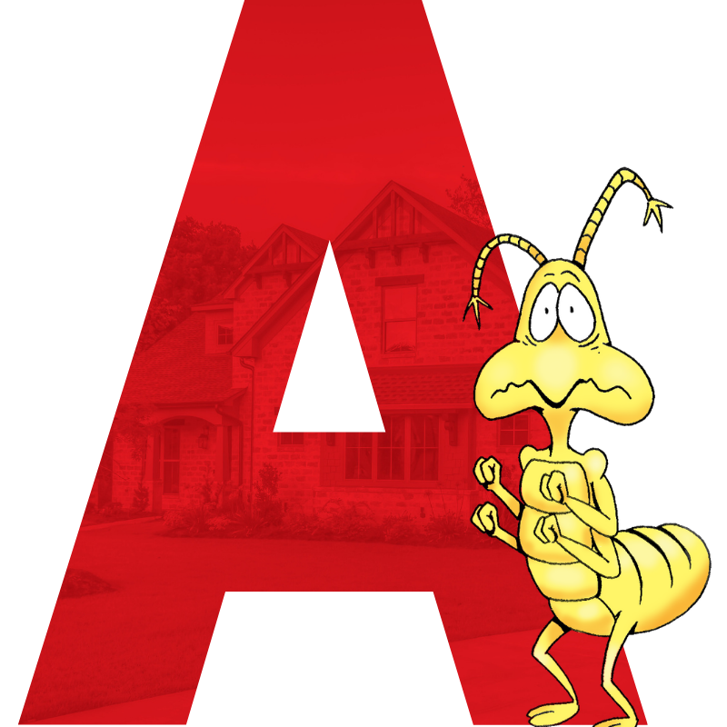 Ant-A Ant-A